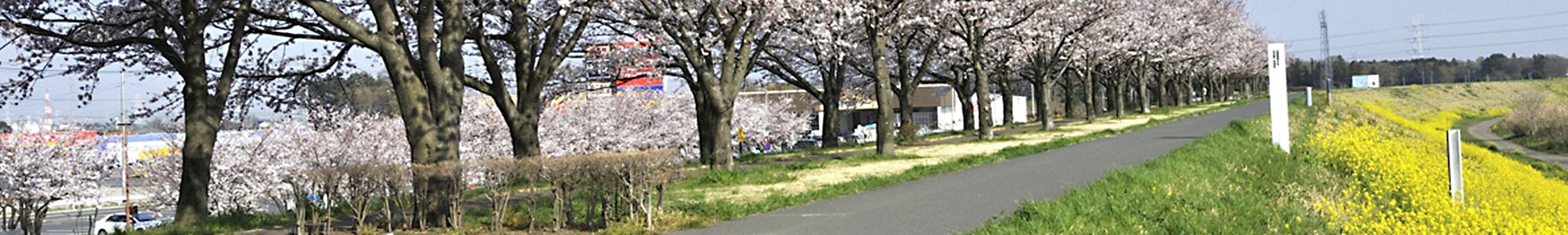 茨城県境町のサイクリングロード