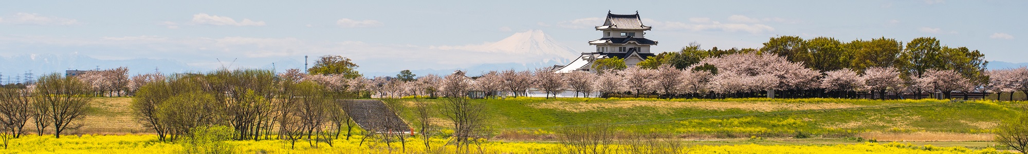 利根川の桜