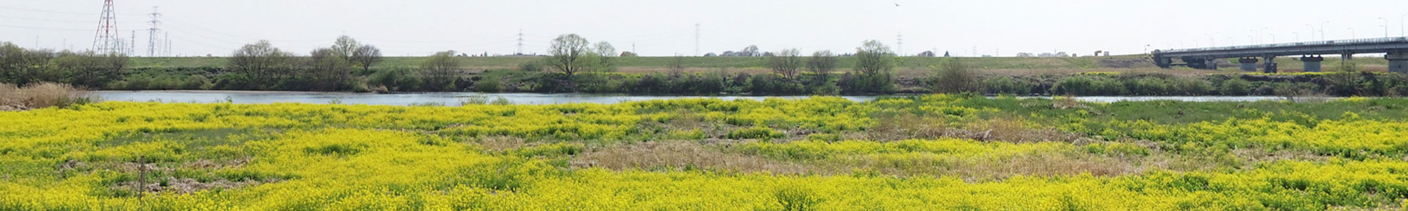 茨城県境町フィルムコミッション：河川敷