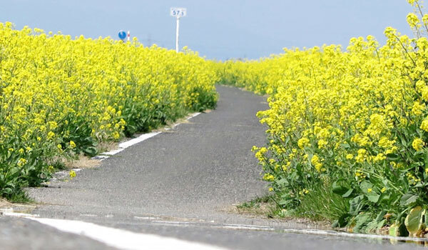 茨城県境町サイクリングロード