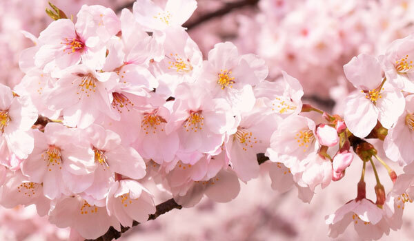 桜・お花見の名所：茨城県境町