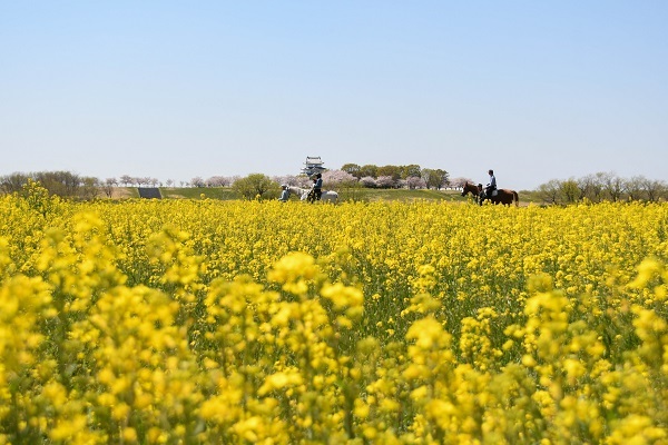 茨城県境町：利根川堤防菜の花畑