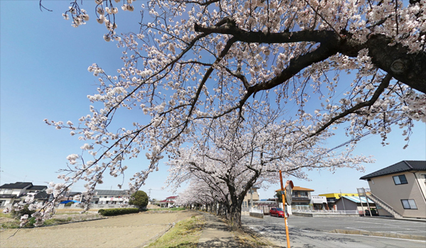 境の桜並木VRツアー