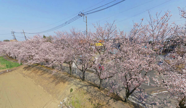 境町の桜の観光スポット：境の桜並木