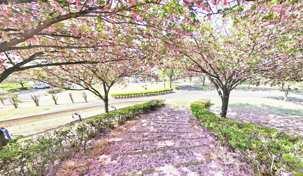 茨城県境町の桜 花見の名所 境町観光協会