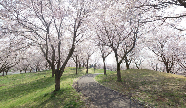 さくらの丘公園VRツアー