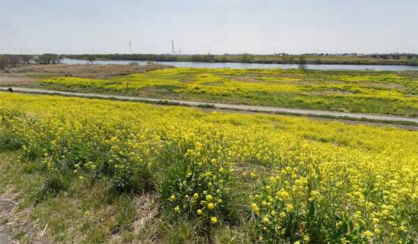 利根川の菜の花