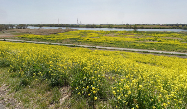 利根川(菜の花)VRツアー