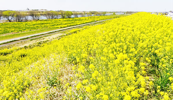 利根川河川敷の菜の花畑