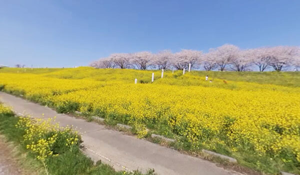 利根川の菜の花畑のVR動画