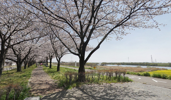 利根川(桜づつみ)VRツアー