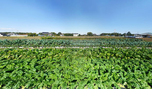 茨城県境町山崎の農家