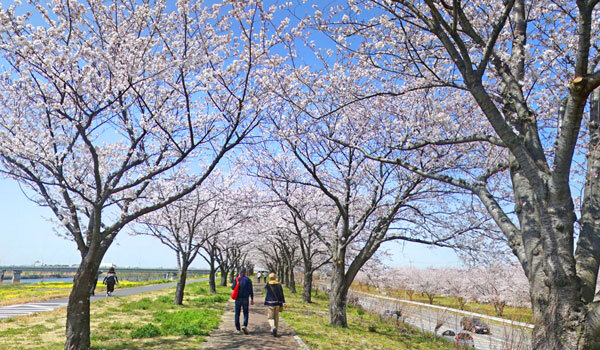 利根川堤防の桜づつみ