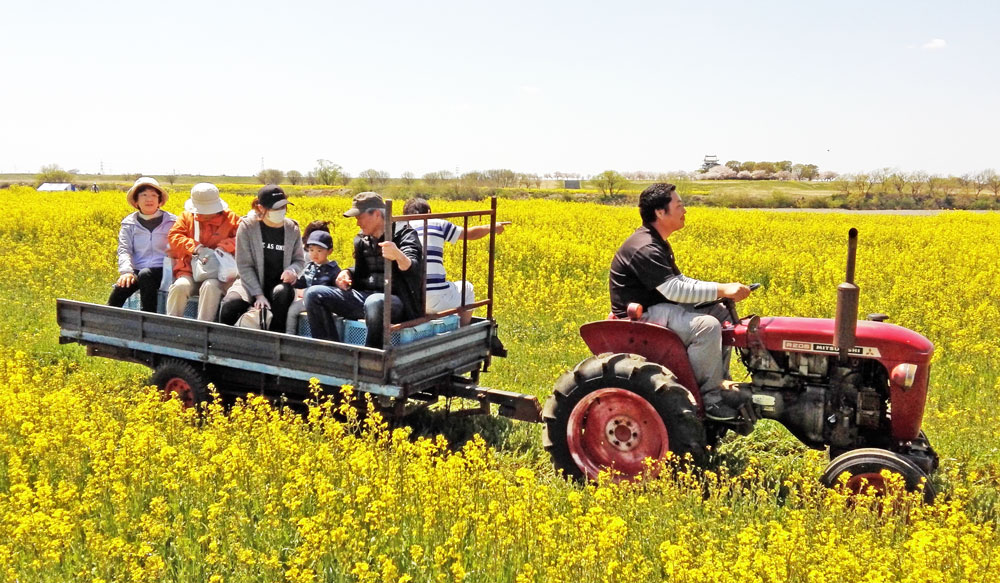 茨城県境町さかい河岸フェスティバル：菜の花畑を行くトラクター