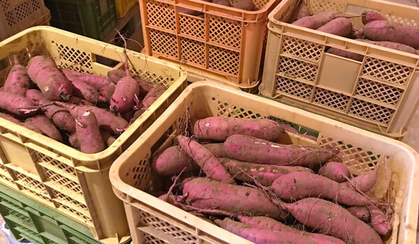 茨城県境町の干し芋生産：芋の洗浄