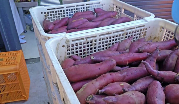 干し芋生産工程「芋の蒸かし」：茨城県境町S-Lab